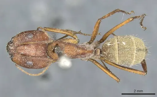 Camponotus rufoglaucus specimen CASENT0911776 image casent0911776_1