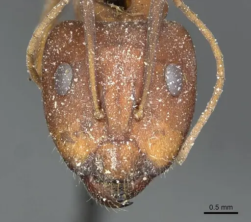 Camponotus rufoglaucus specimen CASENT0911776 image casent0911776_2