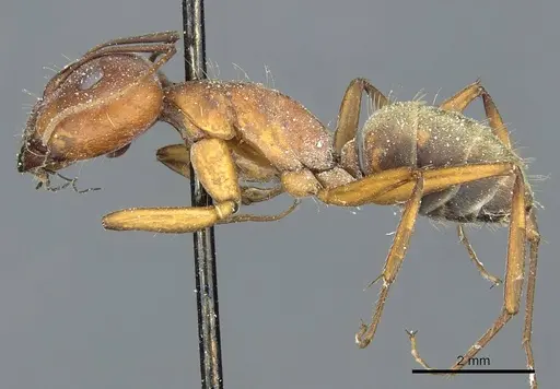 Camponotus rufoglaucus specimen CASENT0911776 image casent0911776_3