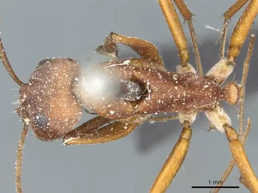 Camponotus rufoglaucus specimen CASENT0911777 image casent0911777_1