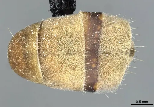 Camponotus rufoglaucus specimen CASENT0911777 image casent0911777_2