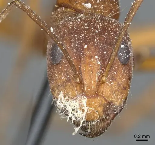 Camponotus rufoglaucus specimen CASENT0911777 image casent0911777_3