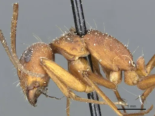Camponotus rufoglaucus specimen CASENT0911777 image casent0911777_4