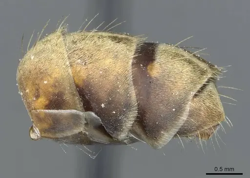 Camponotus rufoglaucus specimen CASENT0911777 image casent0911777_5
