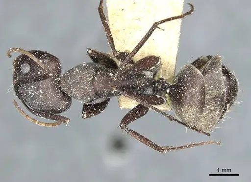 Camponotus rufoglaucus specimen CASENT0911778 image casent0911778_1