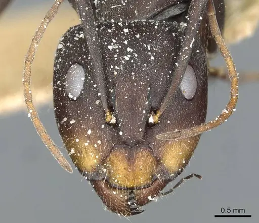 Camponotus rufoglaucus specimen CASENT0911778 image casent0911778_2