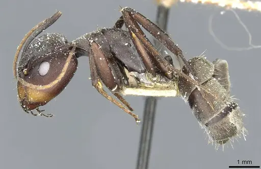Camponotus rufoglaucus specimen CASENT0911778 image casent0911778_3