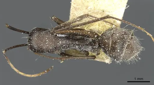 Camponotus rufoglaucus specimen CASENT0911779 image casent0911779_1
