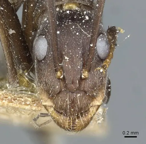 Camponotus rufoglaucus specimen CASENT0911779 image casent0911779_2