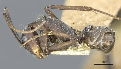 Camponotus rufoglaucus specimen CASENT0911779 image casent0911779_3