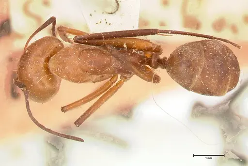 Camponotus rufoglaucus specimen FOCOL0564 image focol0564_1