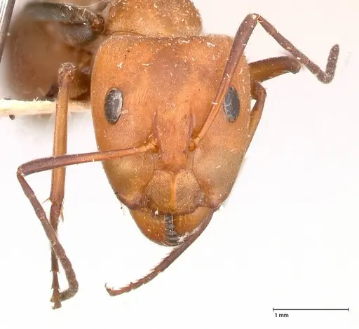 Camponotus rufoglaucus specimen FOCOL0564 image focol0564_2