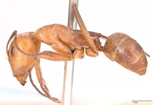 Camponotus rufoglaucus specimen FOCOL0564 image focol0564_3