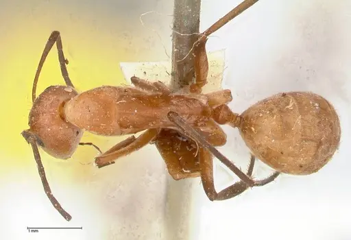 Camponotus rufoglaucus specimen FOCOL0565 image focol0565_1