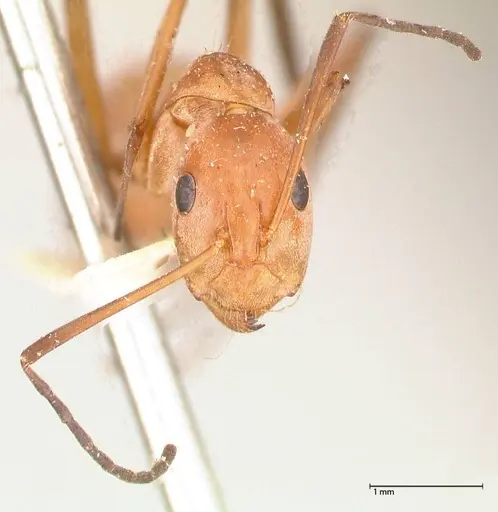 Camponotus rufoglaucus specimen FOCOL0565 image focol0565_2