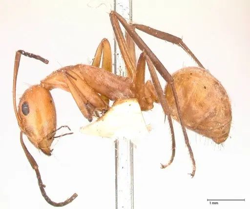 Camponotus rufoglaucus specimen FOCOL0565 image focol0565_3