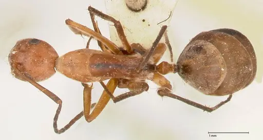 Camponotus rufoglaucus specimen FOCOL0566 image focol0566_1