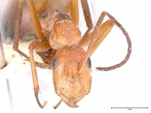 Camponotus rufoglaucus specimen FOCOL0566 image focol0566_2