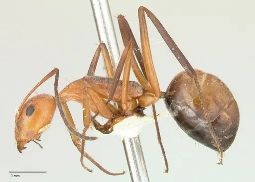 Camponotus rufoglaucus specimen FOCOL0566 image focol0566_3