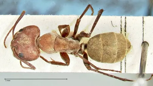 Camponotus rufoglaucus specimen FOCOL2478 image focol2478_1