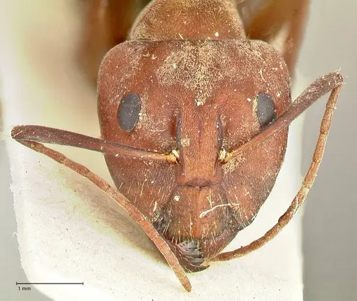 Camponotus rufoglaucus specimen FOCOL2478 image focol2478_2