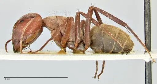 Camponotus rufoglaucus specimen FOCOL2478 image focol2478_3