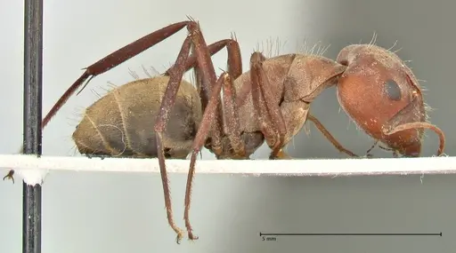 Camponotus rufoglaucus specimen FOCOL2478 image focol2478_4