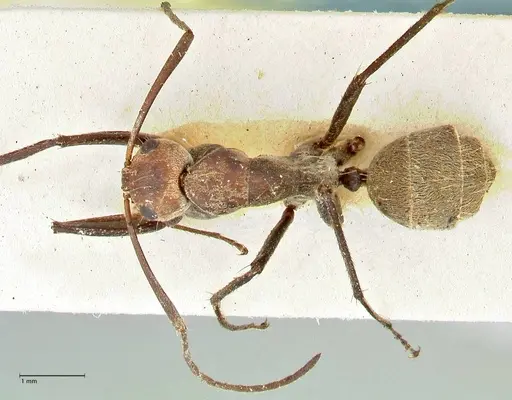 Camponotus rufoglaucus specimen FOCOL2479 image focol2479_1