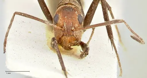 Camponotus rufoglaucus specimen FOCOL2479 image focol2479_2