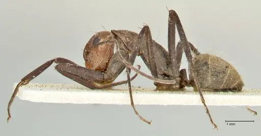 Camponotus rufoglaucus specimen FOCOL2479 image focol2479_3