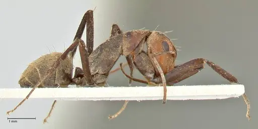 Camponotus rufoglaucus specimen FOCOL2479 image focol2479_4