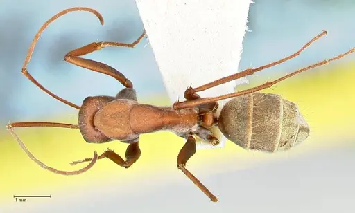 Camponotus rufoglaucus specimen FOCOL2480 image focol2480_1