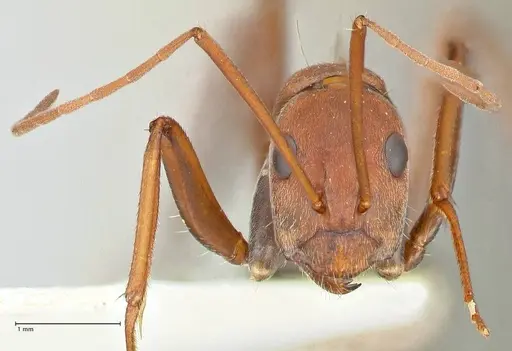 Camponotus rufoglaucus specimen FOCOL2480 image focol2480_2