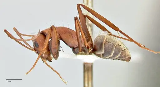 Camponotus rufoglaucus specimen FOCOL2480 image focol2480_3