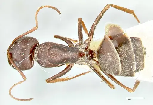 Camponotus rufoglaucus specimen FOCOL2482 image focol2482_1