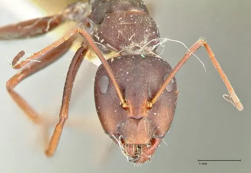 Camponotus rufoglaucus specimen FOCOL2482 image focol2482_2