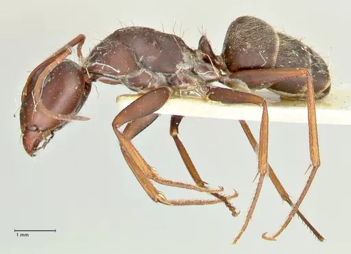 Camponotus rufoglaucus specimen FOCOL2482 image focol2482_3