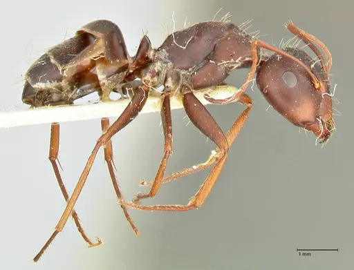 Camponotus rufoglaucus specimen FOCOL2482 image focol2482_4