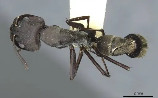 Camponotus rufoglaucus specimen RMCAENT000017810 image rmcaent000017810_1