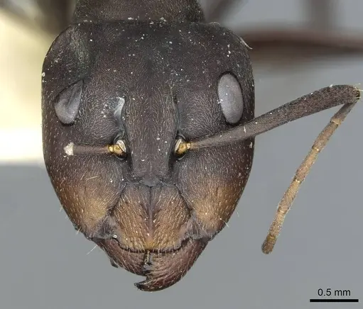 Camponotus rufoglaucus specimen RMCAENT000017810 image rmcaent000017810_2