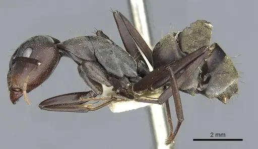 Camponotus rufoglaucus specimen RMCAENT000017810 image rmcaent000017810_3
