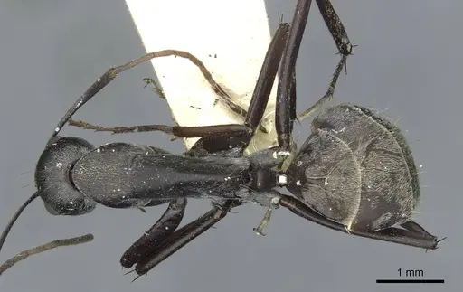 Camponotus rufoglaucus specimen RMCAENT000017811 image rmcaent000017811_1