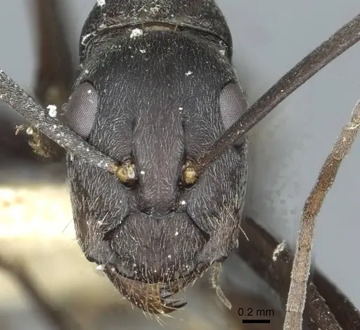 Camponotus rufoglaucus specimen RMCAENT000017811 image rmcaent000017811_2