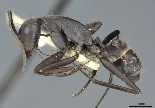 Camponotus rufoglaucus specimen RMCAENT000017811 image rmcaent000017811_3