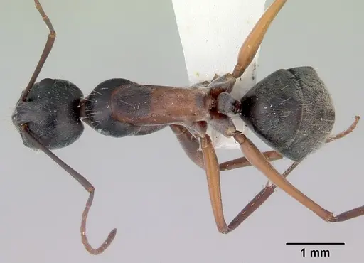 Camponotus rufonigrus specimen CASENT0172144 image casent0172144_1