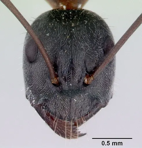 Camponotus rufonigrus specimen CASENT0172144 image casent0172144_2
