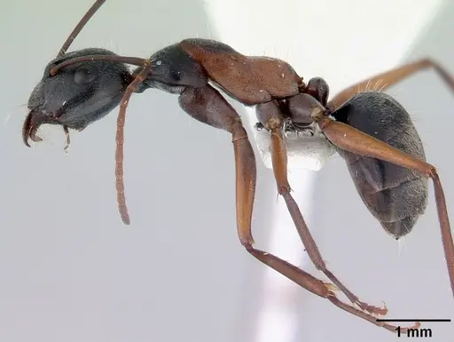 Camponotus rufonigrus specimen CASENT0172144 image casent0172144_3