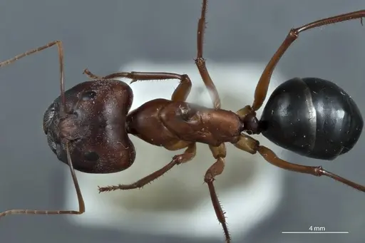 Camponotus rufus specimen ANTWEB1041151 image antweb1041151_1