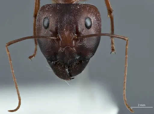 Camponotus rufus specimen ANTWEB1041151 image antweb1041151_2