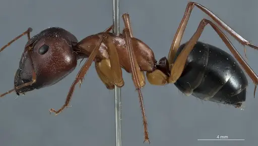 Camponotus rufus specimen ANTWEB1041151 image antweb1041151_3